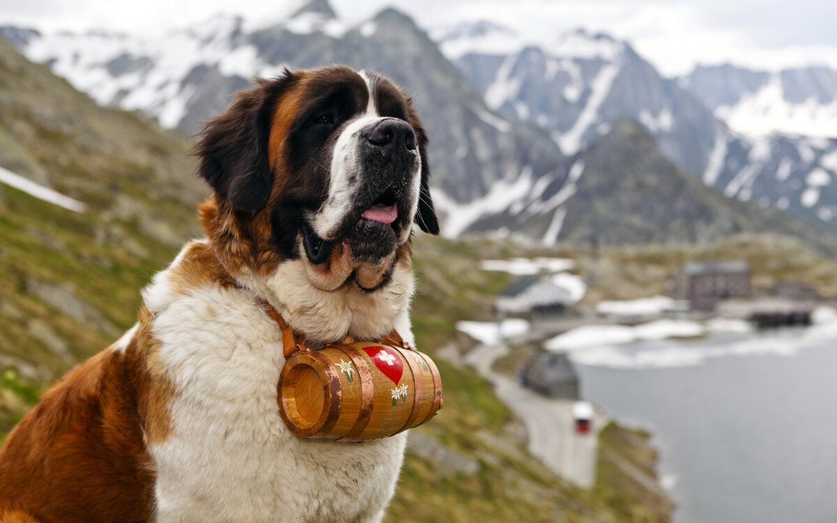 Поиск людей под завалами