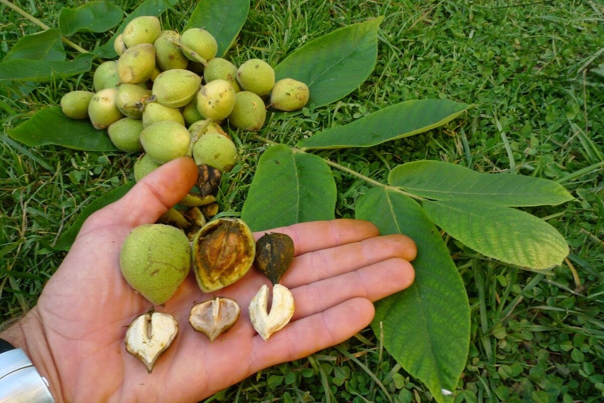 Орех маньчжурский (Juglans nigra l.)