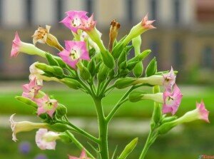 Как и прочие гости из тропиков, брахикома любит солнце, тепло и воду. Особенно актуально наличие этих условия во время начального периода, когда едва набирают силу первые всходы.