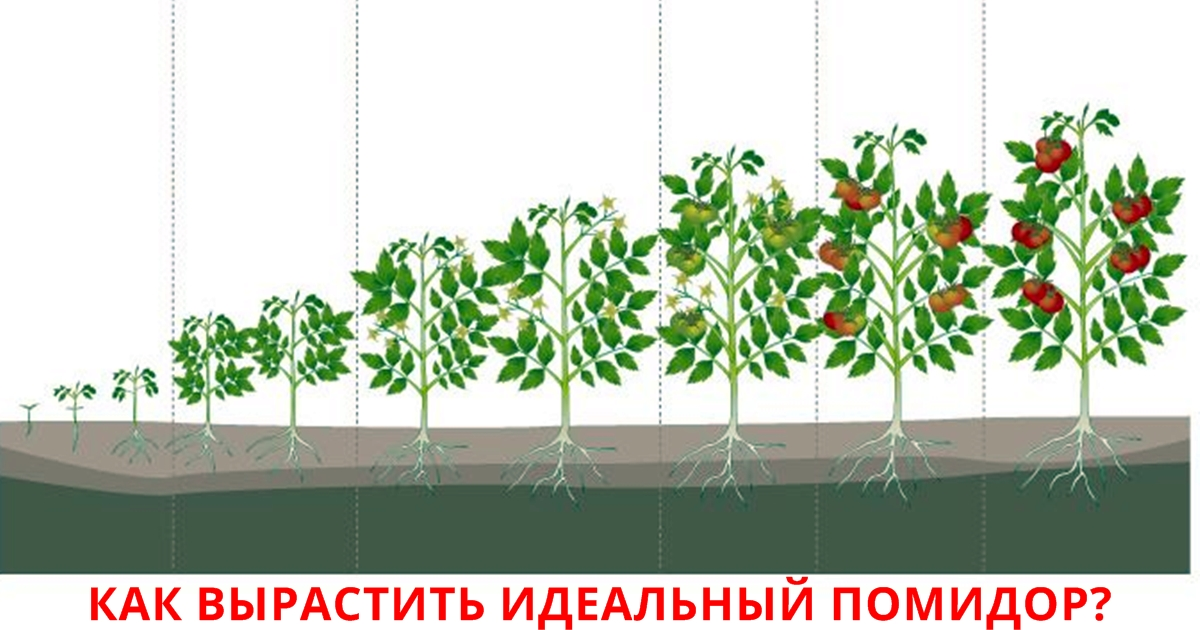 Фаза развития томата. Фазы развития томата схема. Этапы созревания томатов. Этапы роста рассады помидор черри. Степень зрелости томата черри.