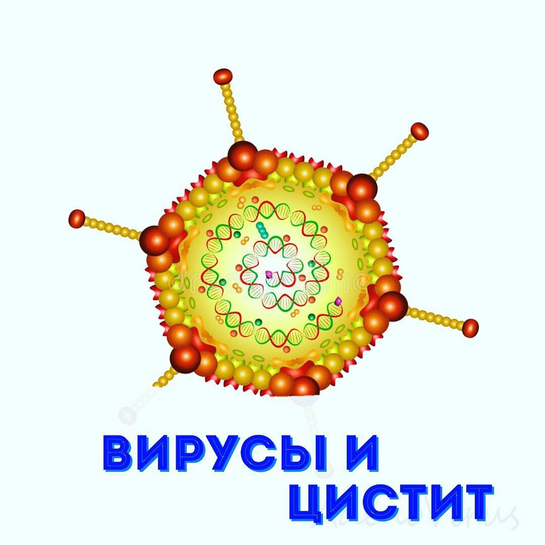 Вирусы и цистит | Дарья Чернышева УРОЛОГ | Дзен