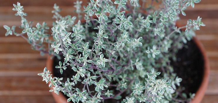 Тимьян и чабрец: в чем разница? | Без Хлопот и забот | Дзен