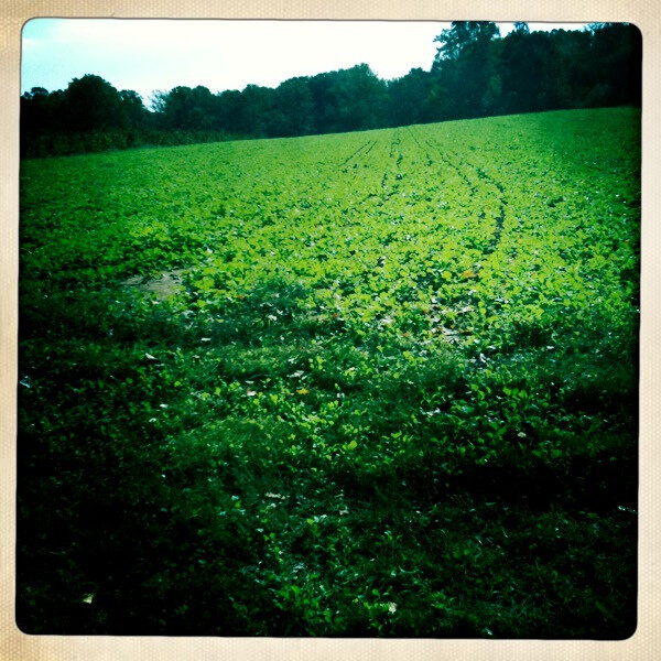 источник https://www.flickr.com/photos/ashleynorth/