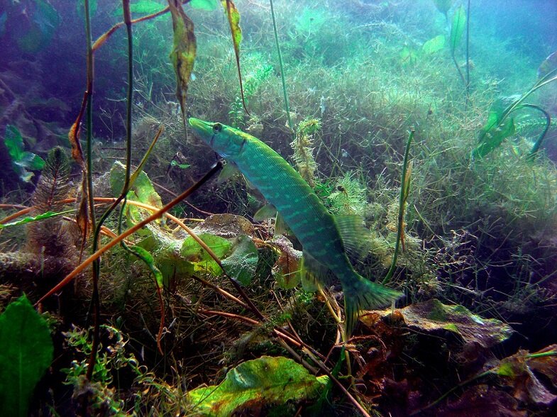 Щука есть почти во всех водоемах, озерах и речках. Варьируется только размер особей. Обычно щук ловят спиннингом. 