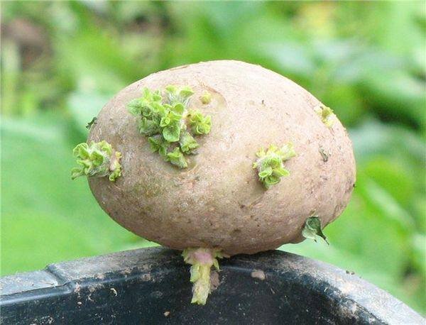 Картошка ростками вниз или вверх