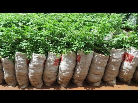 Выращивание картофеля: изучаем различные методы и выбираем свой