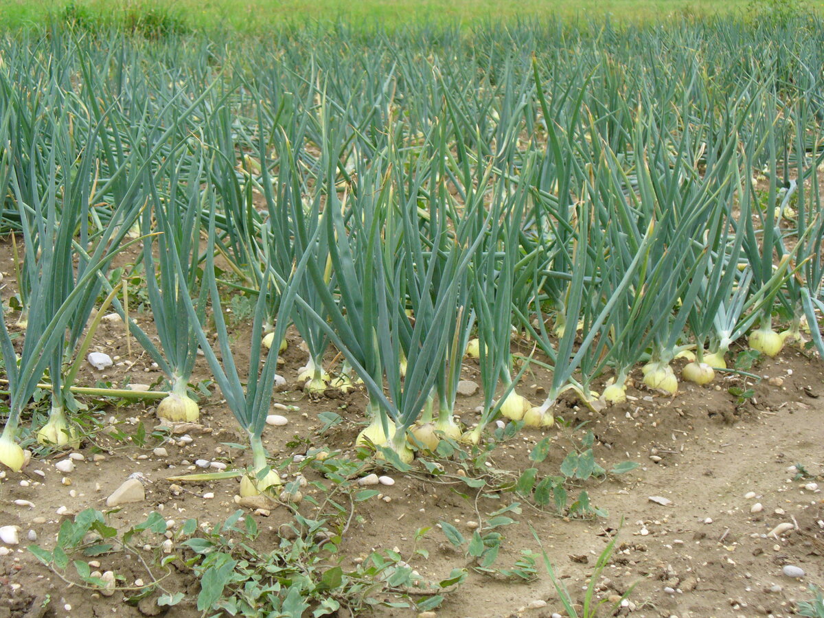 http://www.gregerwikstrand.com/wp-content/uploads/2015/10/Field_with_onions.jpg