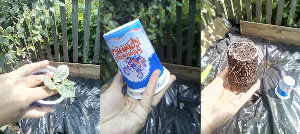 Извлекаем рассаду из стаканчика - всего 1 настоящий лист, а какая корневая!