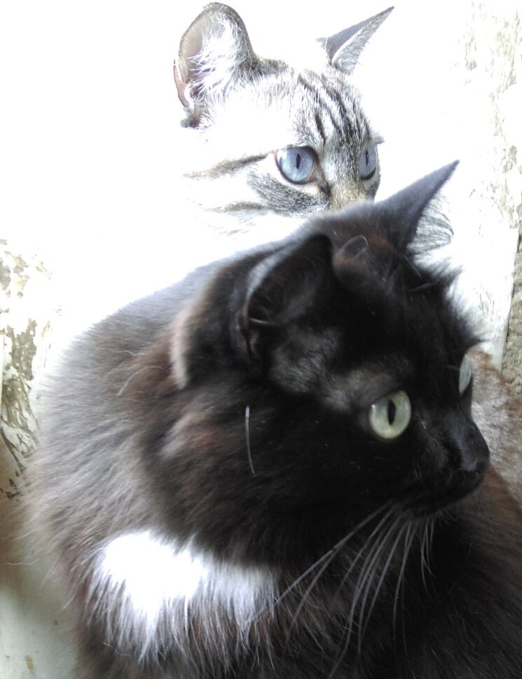 Кто стучится в дверь моя? 