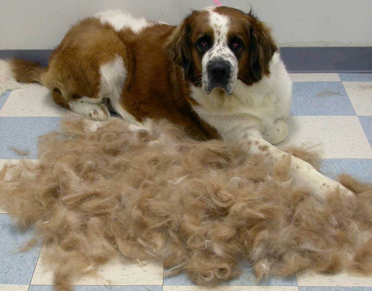 Как забирать волосы собаке