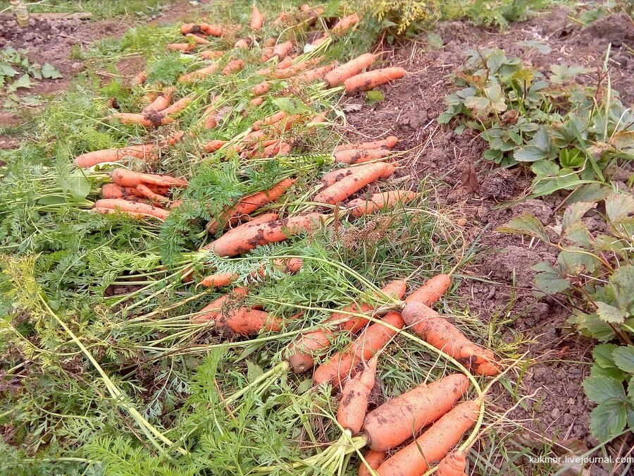 Рекордный урожай моркови. Маскарад урожай моркови. Выращивание моркови урожайность. Удивительный урожай моркови и капусты. Сорта моркови урожайность