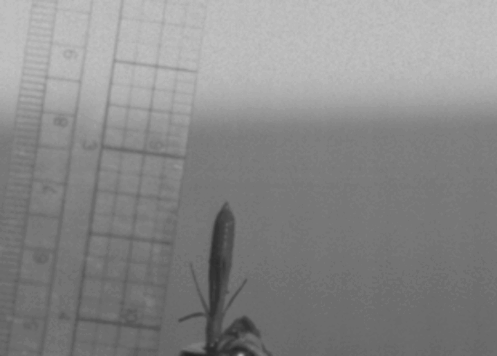 E. S. Cooper et al./ Journal of The Royal Society Interface, 2018