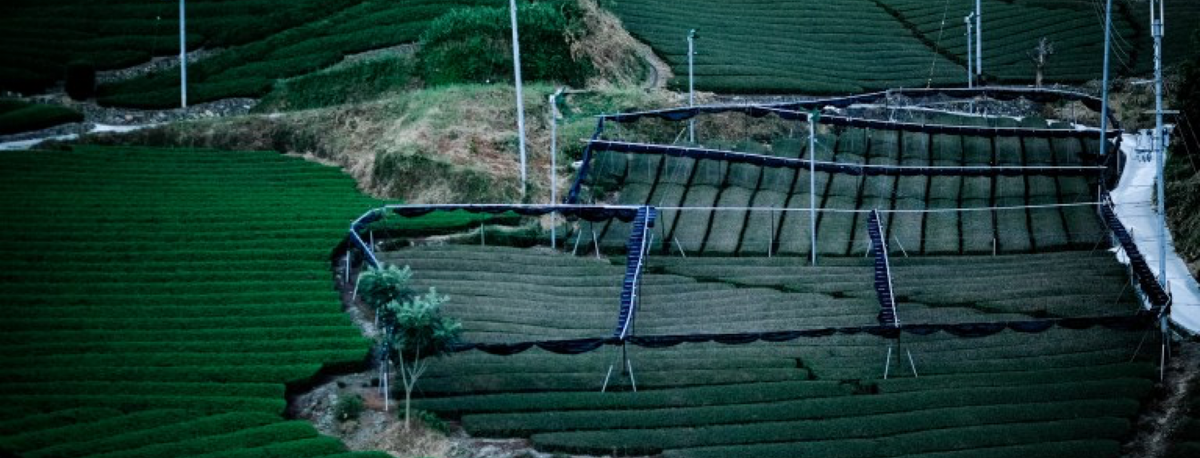 Область чая с черной сеткой справа.