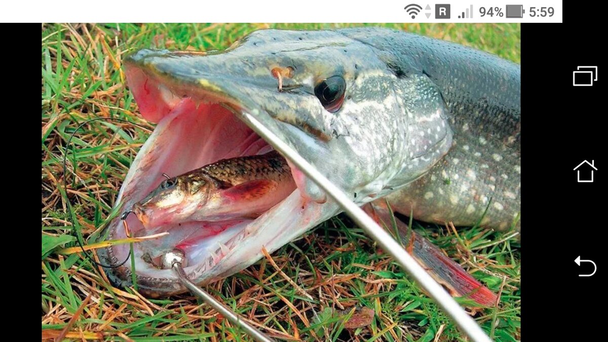 фото Живцовая удочка на щуку: живой живец пескарь