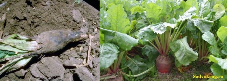 Такой урожай сразу следует выбросить