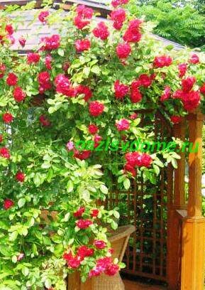 Опора для плетистых роз. Поскольку розы этого вида в длину могут вырастать от двух и более метров, им требуется опора, которую можно сделать самостоятельно или купить в магазине. В качестве опорного материала можно использовать решетку, специальные опоры в виде веера, дуги или пластиковый шпагат. Проволоку использовать не рекомендуется, так как на ней побеги могут травмироваться. Подвязывая к опоре вьющиеся ветви, помните, что на вертикально расположенных побегах цветы располагаются только в верхней части, а на ветках, закрепленных горизонтально – по всему побегу.