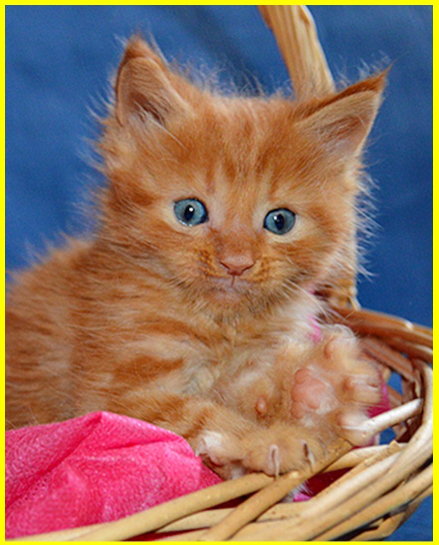 Фото котёнка из питомника Adamand-coon