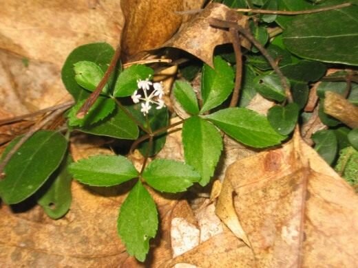 Всем привет! Сегодня мы расскажем, какие натуральные продукты питания и травы для памяти можно применять в домашних условиях.