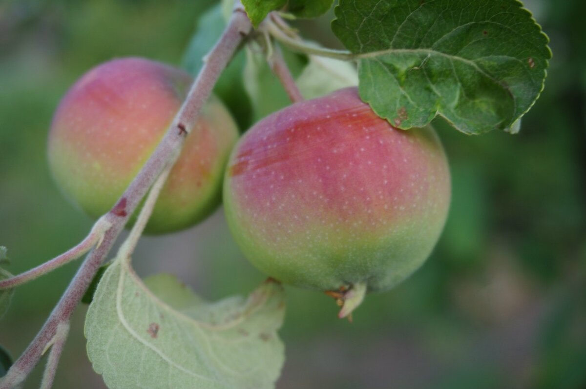 Яблоня относится к растениям. Большое Крестьянское яблоня.