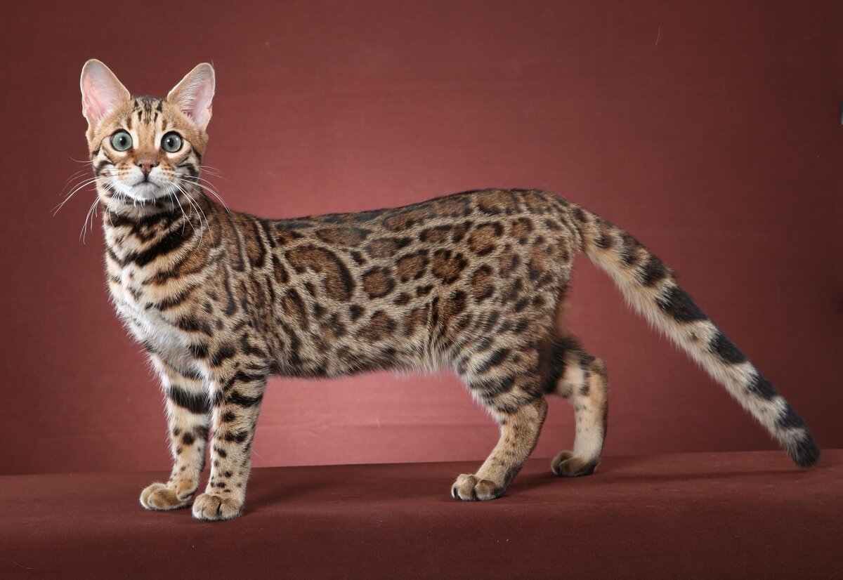 Кот с раскраской леопарда