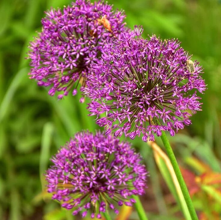 декоративный лук цветет