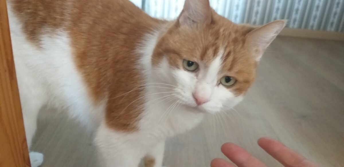 Животным доступны разнообразные ощущения, порой более богатые, чем у человека👍😁