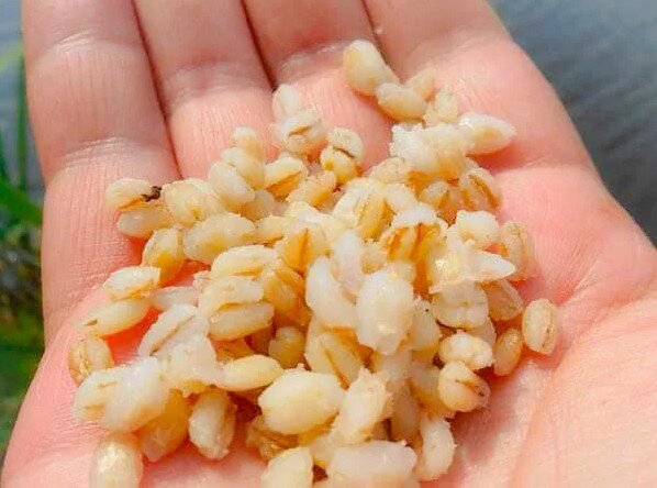 Вареная пшеница для рыбалки