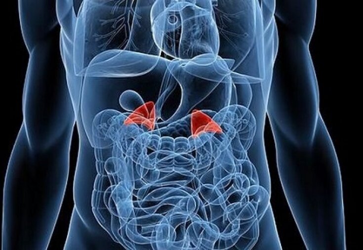 Расположение надпочечников