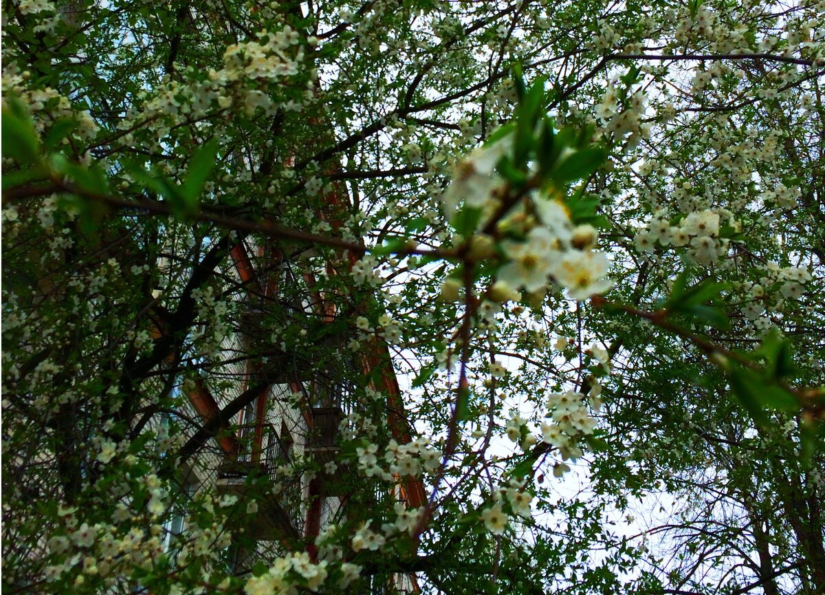 Вот вам первая найденная мной в этом году цветущая ранетка.