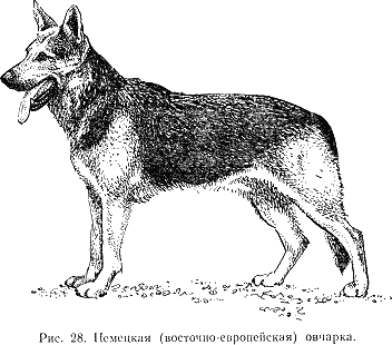 Относится к одной из старейших пород собак, выведенных в Германии. В течение многих веков применялась сначала для пастьбы и охраны овечьих стад, а затем как розыскная и караульная в полиции и армии. Первая немецкая овчарка в качестве представителя породы демонстрировалась в 1882 году на выставке в Ганновере.
В Россию завезена в 1904 году и сначала использовалась в русско-японскую войну как собака-санитар, а с 1907 года — в полиции. Однако целенаправленная селекционная работа с ней начала проводиться государственными питомниками и клубами служебного собаководства с 1924 года, когда из Германии была завезена большая партия животных этой породы. В результате в нашей стране сложился универсальный тип служебной собаки, которая получила название восточно-европейской овчарки. Это основная порода, используемая в погранвойсках как розыскная и караульная. Обладает хорошим чутьем, а также недоверчивостью к чужим людям и высокой способностью к дрессировке (рис. 28). Должна быть послушной, быстро выполнять приказания владельца, при необходимости — проявлять смелость и злобность, уметь защищать хозяина. В то же время должна быть миролюбивой к домашним, ласковой с детьми. Из-за сходства с волком ее еще называют «волчаком».

Собака крупного телосложения, вышесреднего роста, крепкой сухой конституции. Темперамент уравновешенный, подвижный. Высота в холке самцов 67–72 см, самок — 60–68 см. По внешнему виду очень напоминает волка. Характерный аллюр — низкая, стелющаяся рысь.
Масть может быть разнообразной: темно — и светло-серая, черная с подпалинами, чепрачная с различными тонами основного фона, рыжая разных оттенков. Допускается бурая, палевая, тигровая и белая, а также небольшие белые пятна на груди и пальцах.
Шерстный покров густой с жестковатым, плотно прилегающим прямым волосом и хорошо развитым подшерстком.
Костяк крепкий, но не грубый. Мускулатура хорошо развитая. Кожа плотная, эластичная, без складок.
Голова клиновидной формы с несколько выпуклым лбом и заостренной мордой. Переход от лба к морде слабо выражен. Губы сухие, плотно прилегающие. Зубы крепкие, прикус ножницеобразный. Мочка носа черная. Уши умеренной величины, высоко поставленные, с заостренными концами, направленными вверх и вперед. Глаза овальной формы, косо поставленные, темного цвета, с живым выражением.
Шея крепкая, мускулистая, равна длине головы.
Холка выражена хорошо. Спина крепкая, широкая и прямая. Поясница короткая, незначительно выпуклая. Круп широкий, мускулистый, покатый.
Грудь овальная, широкая и глубокая. Живот умеренно подобран.
Передние конечности прямые, мускулистые, хорошо развитые, с наклонно поставленными пястями, задние — прямые, с сильными, мускулистыми бедрами. Скакательные суставы оттянуты назад. Плюсны поставлены вертикально. Лапы овальные с плотно сжатыми пальцами. Прибылые пальцы обычно у щенков удаляют.
Хвост саблевидный, по длине достигает скакательного сустава, в спокойном состоянии опущен, при возбуждении собака несет его несколько выше линии спины.