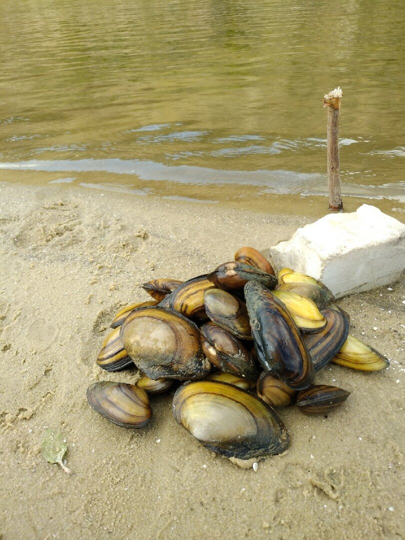 А вы видели, как ползут ракушки обратно к воде? 