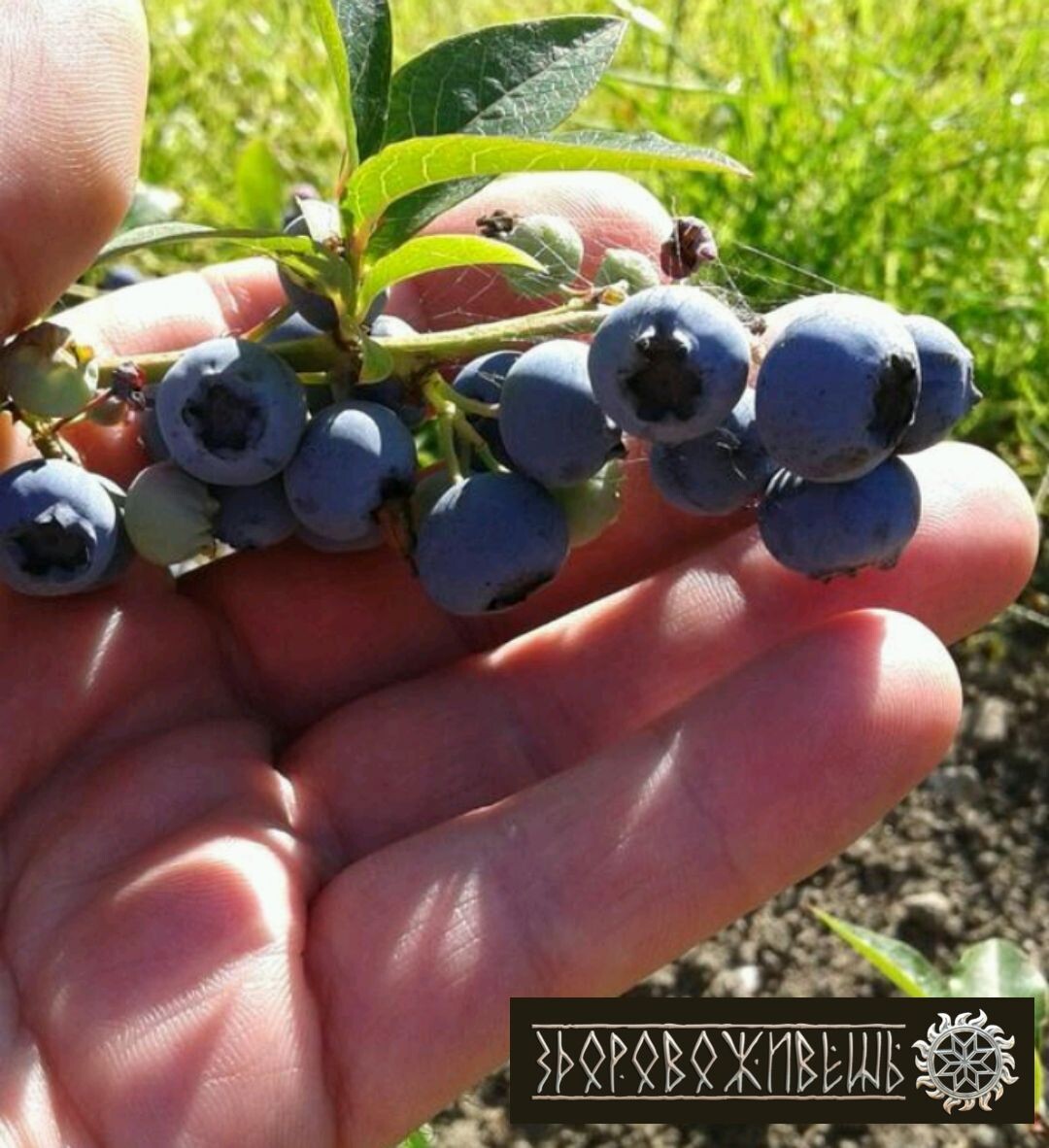 Тоже голубика