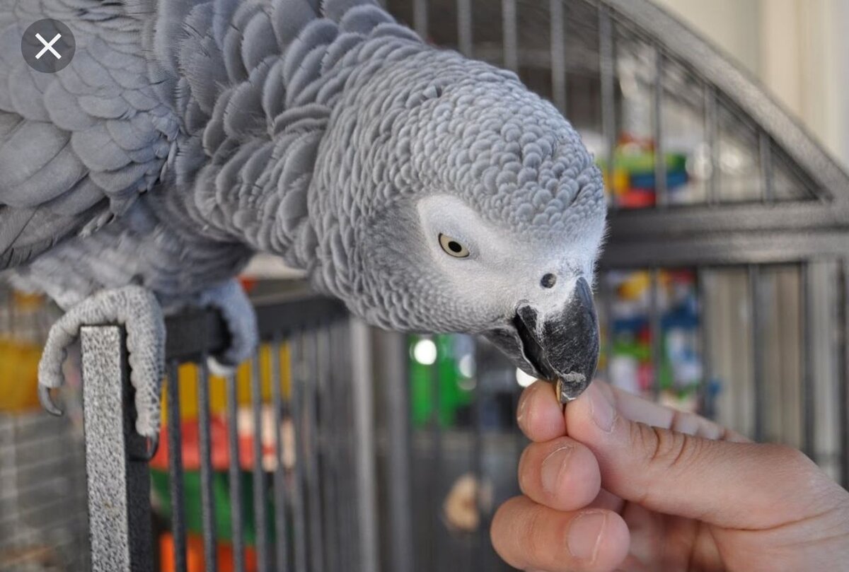 Попугай жако: как ухаживать за птицей в домашних условиях - Ростки жизни