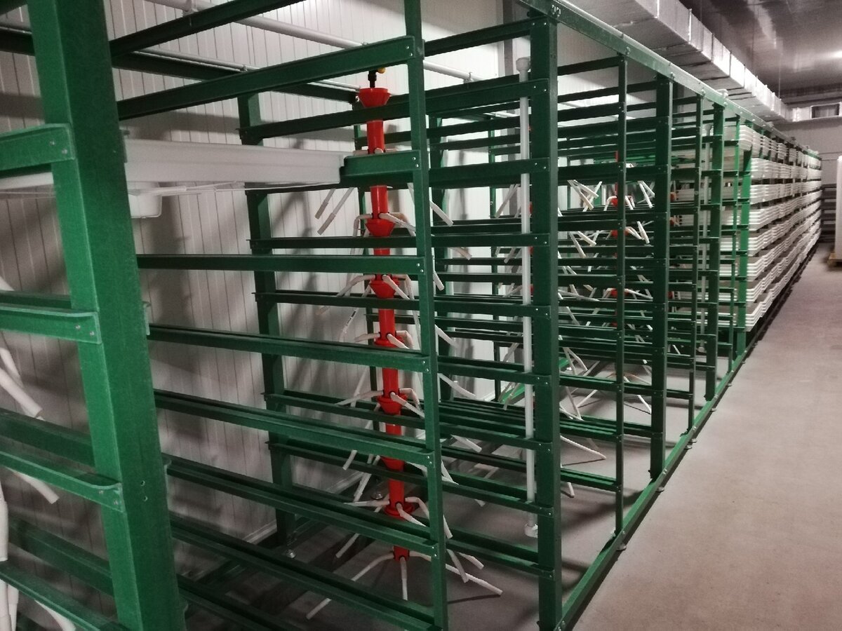 Вот так выглядят стеллажи гидропоники, которые вскоре переоборудуются в стеллажи для выращивания шампиньонов