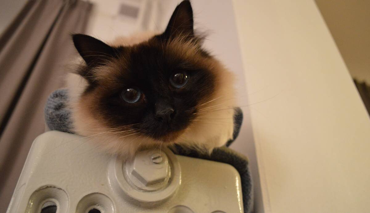 Фото: https://pixabay.com/