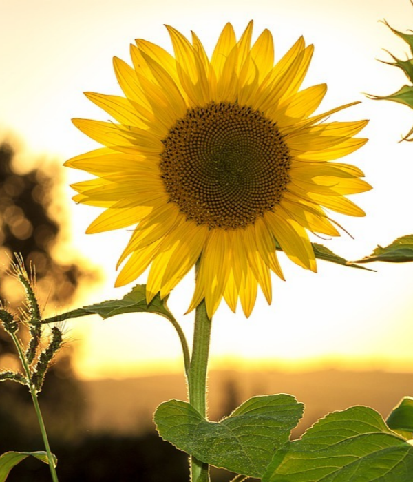 https://cdn.pixabay.com/photo/2016/01/08/05/24/sunflower-1127174_960_720.jpg