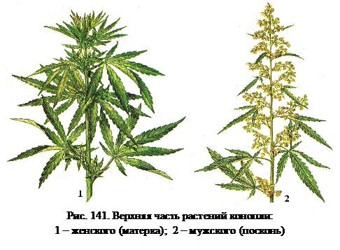 Конопля: уникальное растение с мощными антибиотическими свойствами