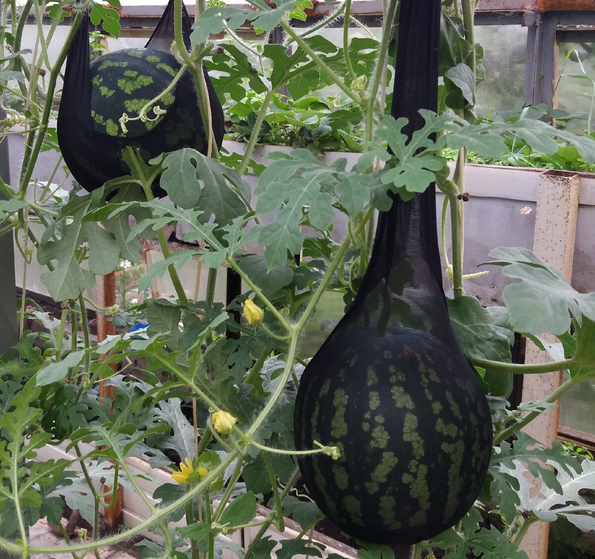 Ягодка в теплице (фото из личного архива)