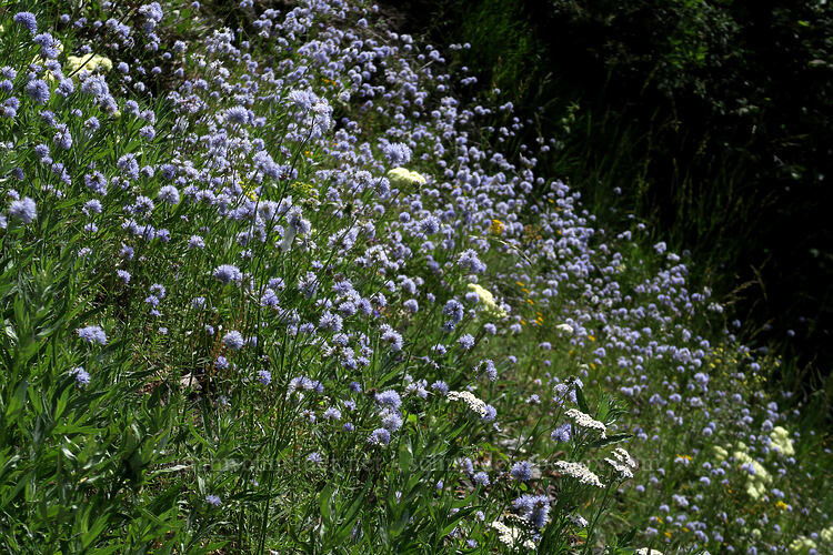 Гилия головчатая, фото Яндекс картинки.