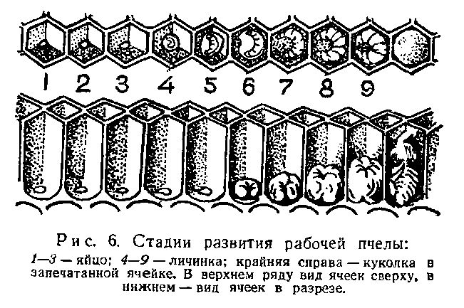 Откладывание яиц и вылупление. Жизнь насекомых [Рассказы энтомолога]