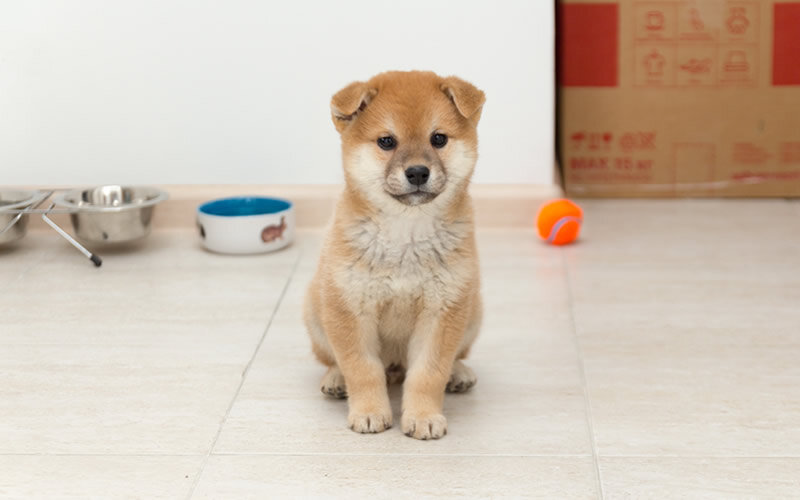 Выдержке все возрасты покорны. Фото @kinologsmirnov.ru