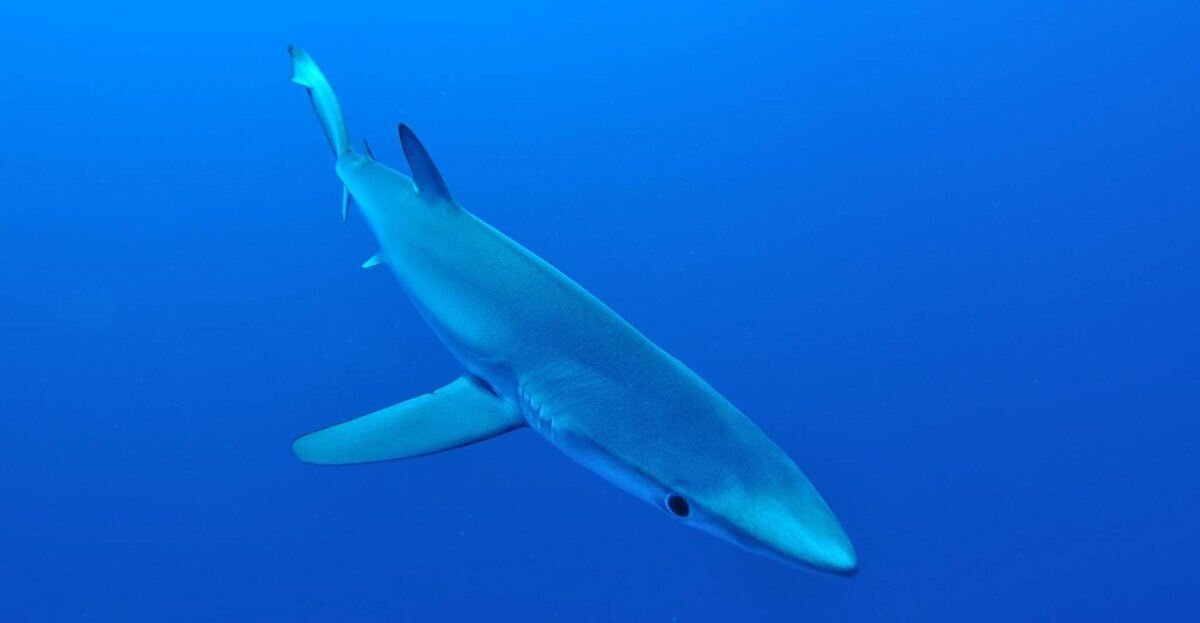 Виды и отряды акул — характеристика, примеры и фото