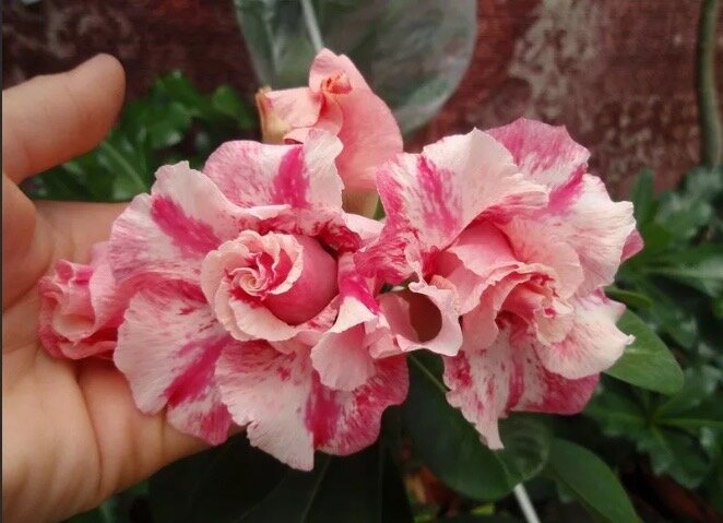 Adenium.  «Orange essense»