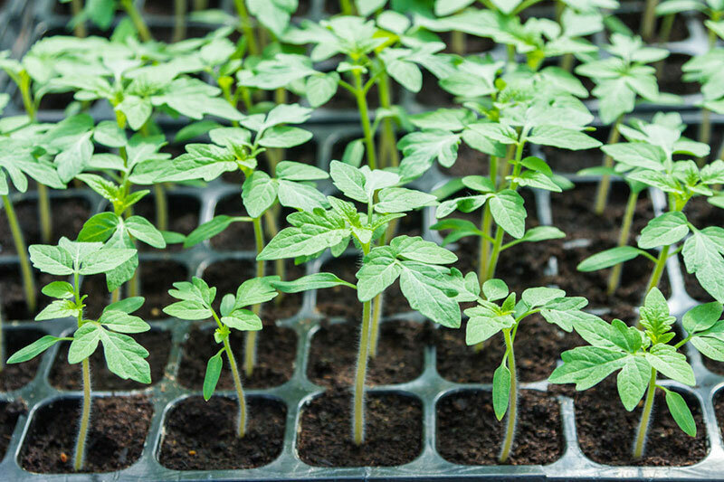 Источник фото: postila.ru