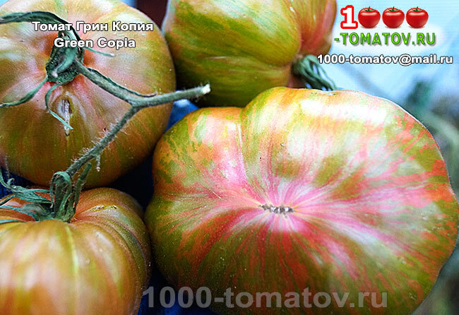 Томат Грин Копия Green Copia фото 2