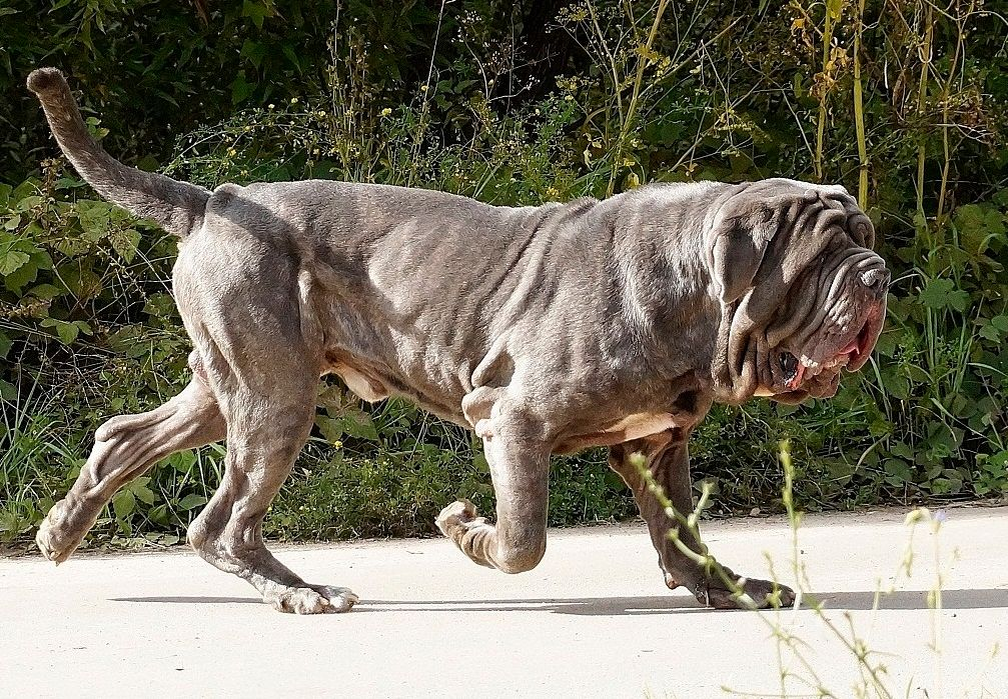 Давайте поаплодируем мастифу погромче, чтобы он услышал овации из-под своих складок. 