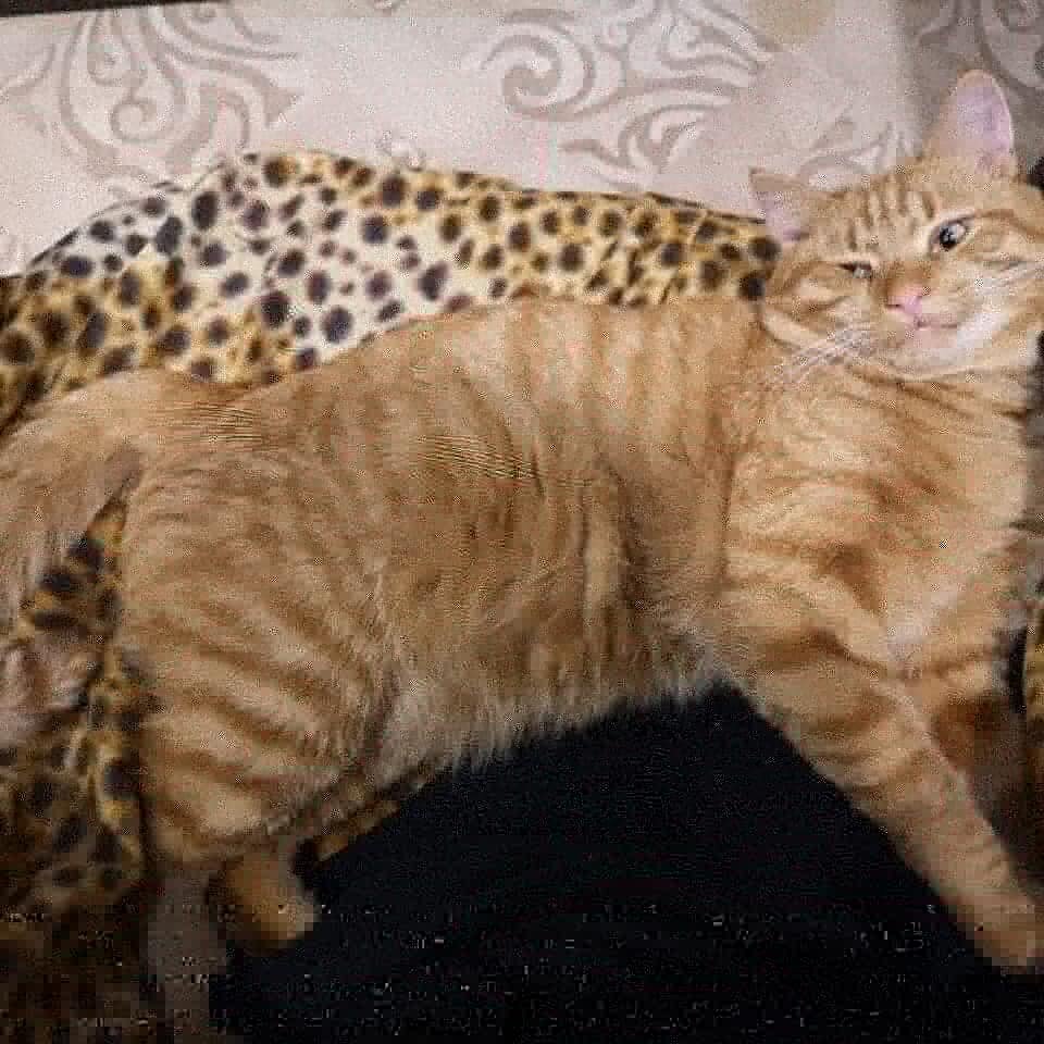 Мужчина в полном расцвете сил))