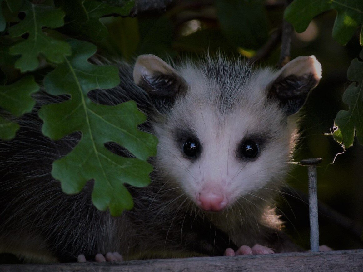 Опоссум