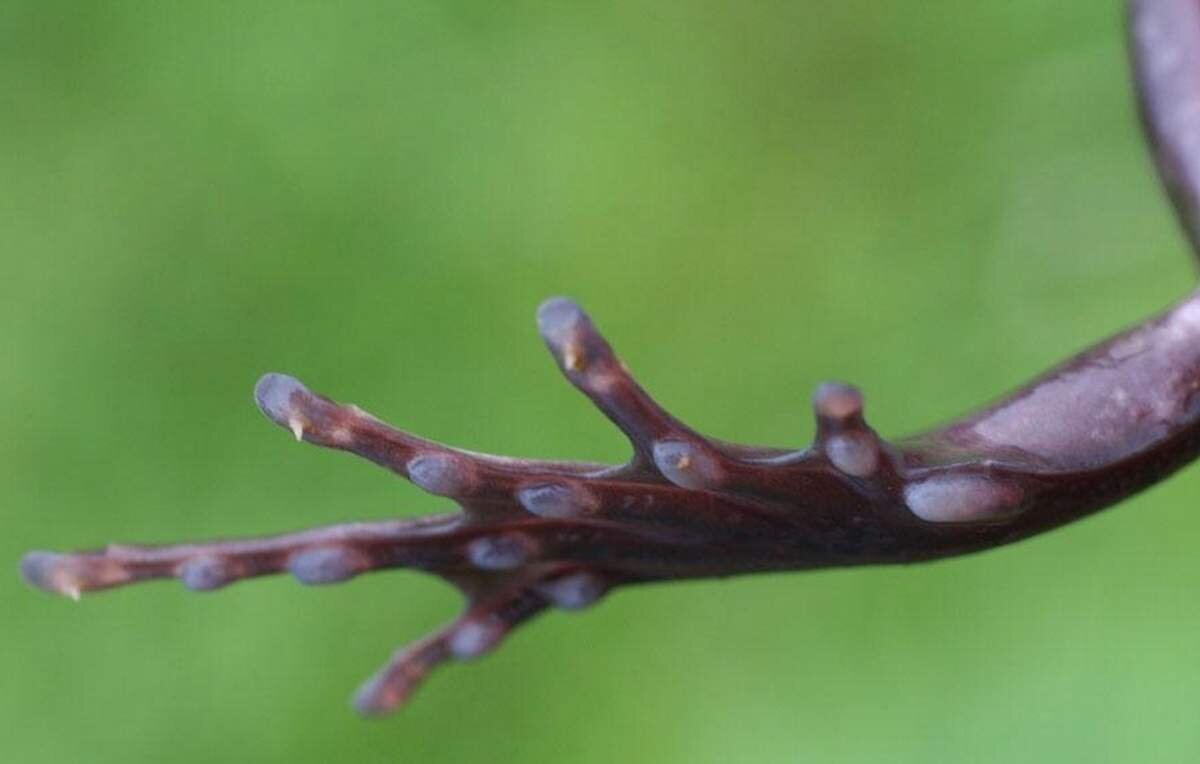Не закрытый, а открытый перелом: когти волосатой лягушки