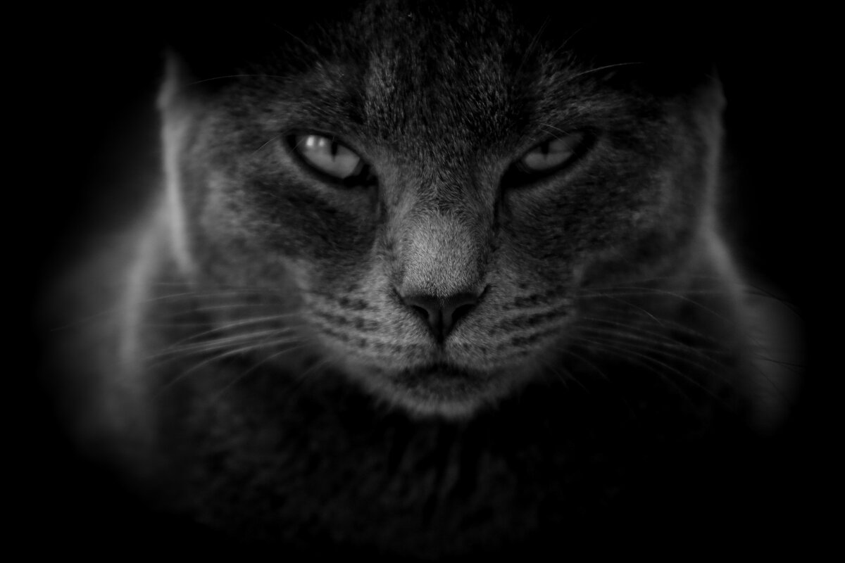 Изображение взято с сайта pixabay.com